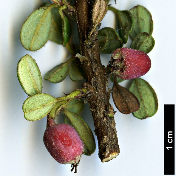 High resolution image: Family: Rosaceae - Genus: Cotoneaster - Taxon: congestus